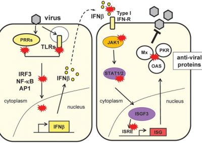 Viral immune evasion