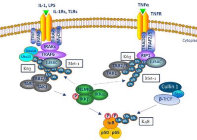 Innate immune regulation