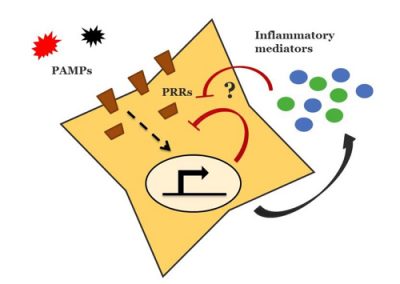 Airway inflammation